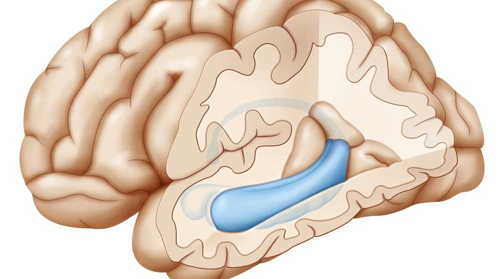 Kognitiver Test Einblick in die verschiedenen Fähigkeiten des Gehirns